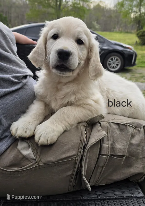 Black (victoria) – Golden Retriever puppy for sale in Labelle, FL