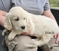 Black (victoria), a male Golden Retriever for sale in Labelle, FL – Photo 5 of 6