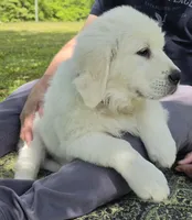 Max black, a male English Cream Golden Retriever for sale in Labelle, FL – 3 of 10