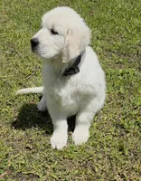 Max black, a male English Cream Golden Retriever for sale in Labelle, FL – 4 of 10