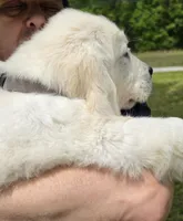 Max black, a male English Cream Golden Retriever for sale in Labelle, FL – 2 of 10