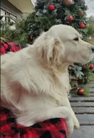 Max black, a male English Cream Golden Retriever for sale in Labelle, FL – 8 of 10