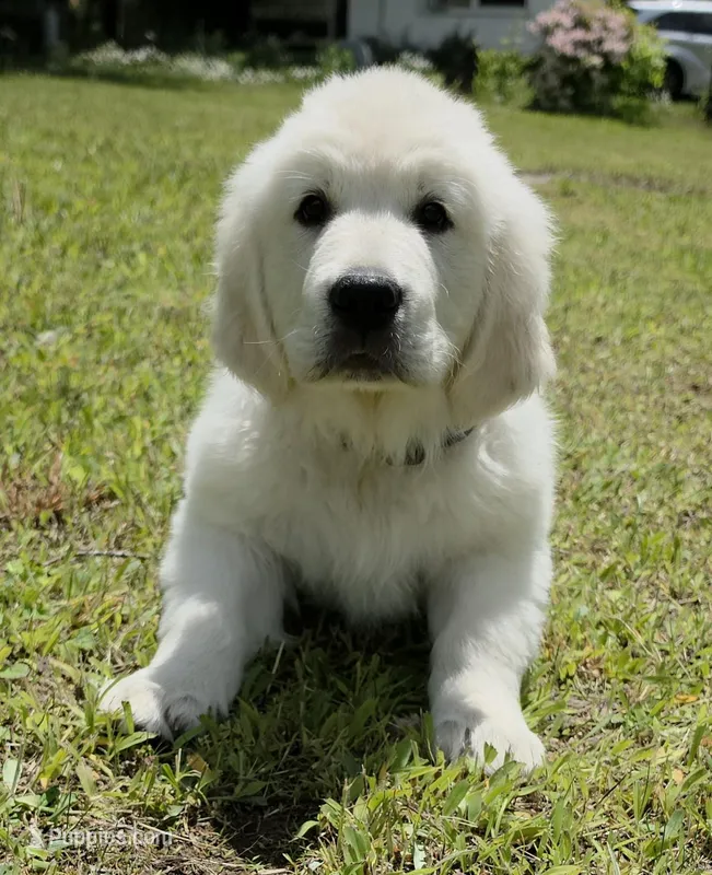 Max black – English Cream Golden Retriever puppy for sale in Labelle, FL