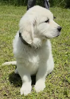Max black, a male English Cream Golden Retriever for sale in Labelle, FL – 5 of 10