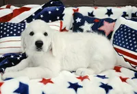 Dexter orange, a male Golden Retriever for sale in Labelle, FL – 2 of 4