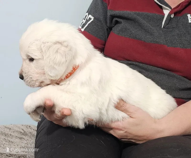 Orange – Golden Retriever puppy for sale in Labelle, FL