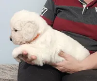 Orange, a male Golden Retriever for sale in Labelle, FL – Photo 1 of 3