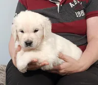 Orange, a male Golden Retriever for sale in Labelle, FL – Photo 3 of 3