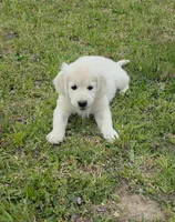 Pink (V)no need a deposit, a female Golden Retriever for sale in Labelle, FL – Photo 1 of 4