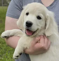 Pink girl(V)no need a deposit, a female Golden Retriever for sale in Labelle, FL – Photo 1 of 4
