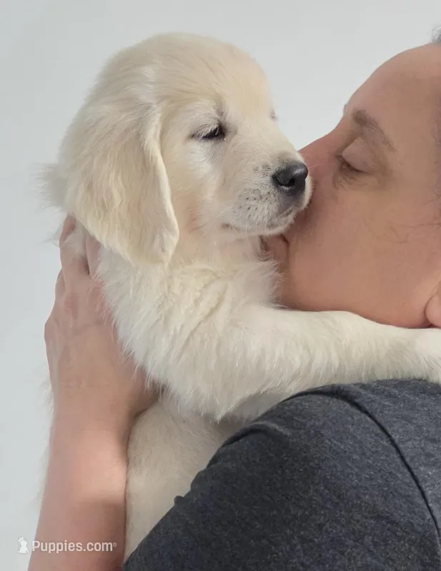 Pink v – Golden Retriever puppy for sale in Labelle, FL