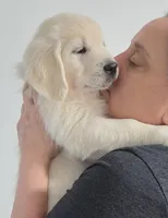 Pink v, a female Golden Retriever for sale in Labelle, FL – Photo 1 of 5