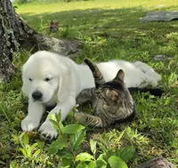 Jack blue , a male Golden Retriever for sale in Labelle, FL – 3 of 8