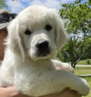 Jack blue , a male Golden Retriever for sale in Labelle, FL – 2 of 8