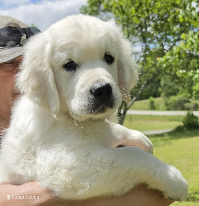 Jack blue  – Golden Retriever puppy for sale in Labelle, FL