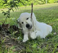 Jack blue , a male Golden Retriever for sale in Labelle, FL – 5 of 8