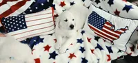 Dexter orange, a male Golden Retriever for sale in Labelle, FL – 4 of 4