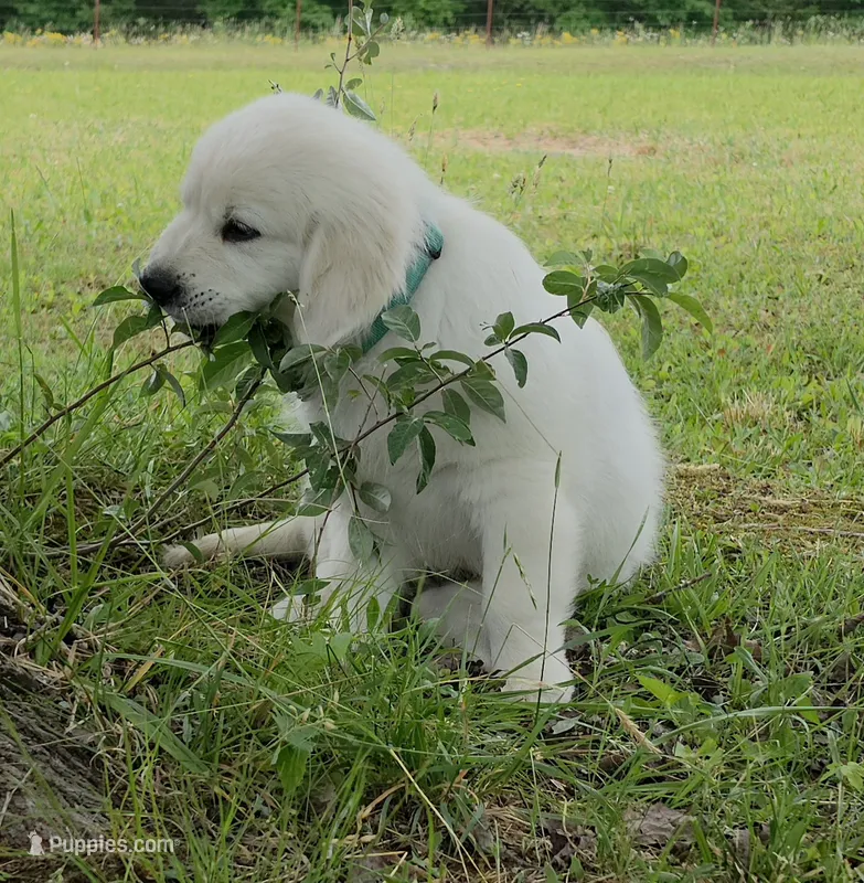 Finn green  – Golden Retriever puppy for sale in Labelle, FL