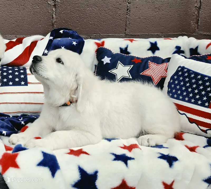 Dexter orange – Golden Retriever puppy for sale in Labelle, FL