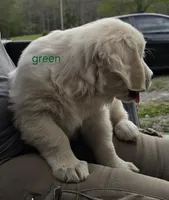 Green (victoria), a male Golden Retriever for sale in Labelle, FL – Photo 4 of 6