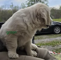 Green (victoria), a male Golden Retriever for sale in Labelle, FL – Photo 6 of 6