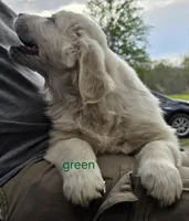 Green (victoria), a male Golden Retriever for sale in Labelle, FL – Photo 5 of 6