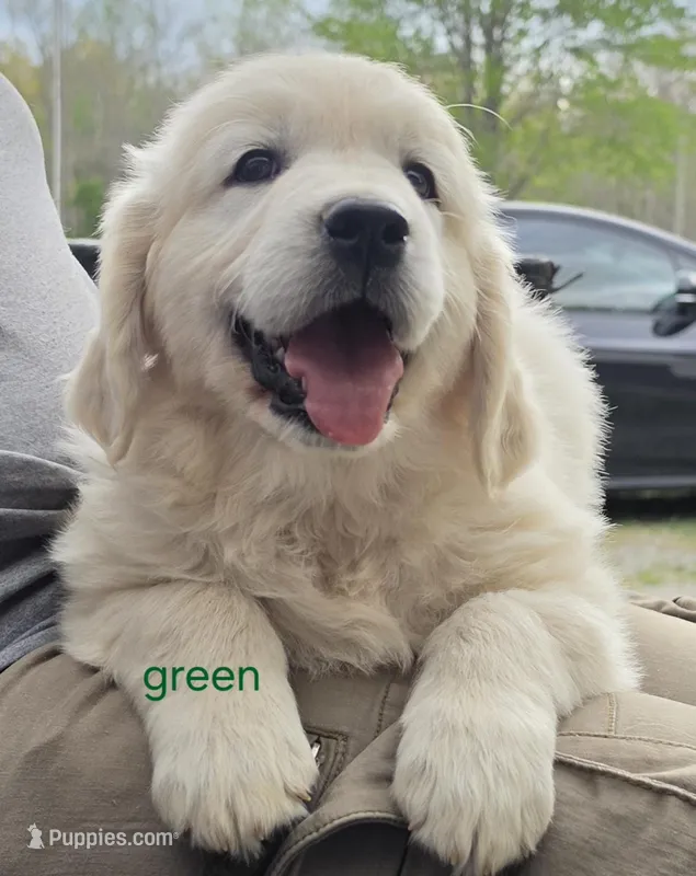 Green (victoria) – Golden Retriever puppy for sale in Labelle, FL