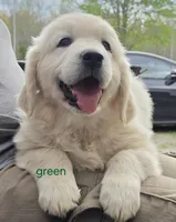 Green (victoria), a male Golden Retriever for sale in Labelle, FL – Photo 1 of 6
