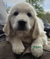 Green (victoria), a male Golden Retriever for sale in Labelle, FL – Photo 2 of 6