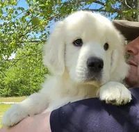 Finn green , a male Golden Retriever for sale in Labelle, FL – 2 of 10