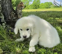 Finn green , a male Golden Retriever for sale in Labelle, FL – 5 of 10