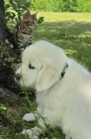 Finn green , a male Golden Retriever for sale in Labelle, FL – 3 of 10