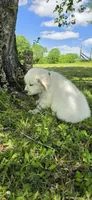Finn green , a male Golden Retriever for sale in Labelle, FL – 7 of 10