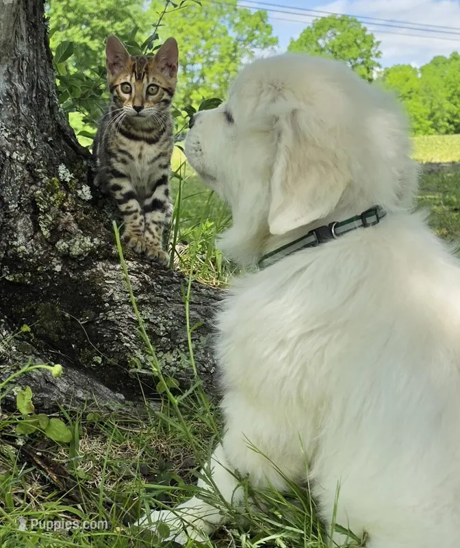 Finn green  – Golden Retriever puppy on hold in Labelle, FL