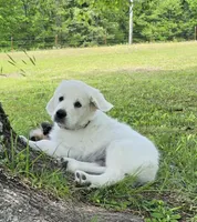 Cooper brown, a male Golden Retriever for sale in Labelle, FL – 2 of 10