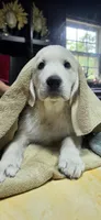 Cooper brown, a male Golden Retriever for sale in Labelle, FL – 6 of 10