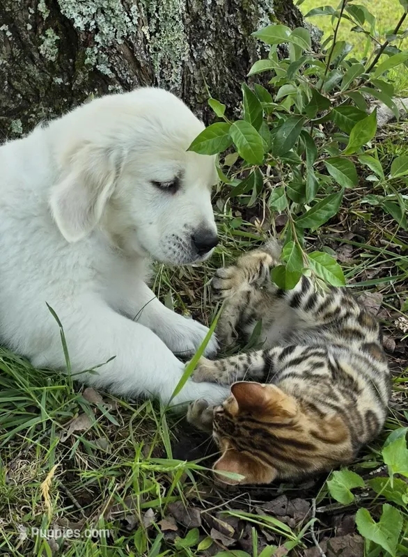 Cooper brown – Golden Retriever puppy for sale in Labelle, FL