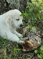 Cooper brown, a male Golden Retriever for sale in Labelle, FL – 1 of 10