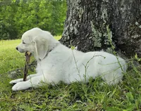 Cooper brown, a male Golden Retriever for sale in Labelle, FL – 3 of 10