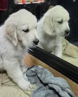 Cooper brown, a male Golden Retriever for sale in Labelle, FL – 4 of 10