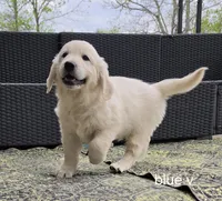 Blue (victoria), a male Golden Retriever for sale in Labelle, FL – Photo 2 of 6