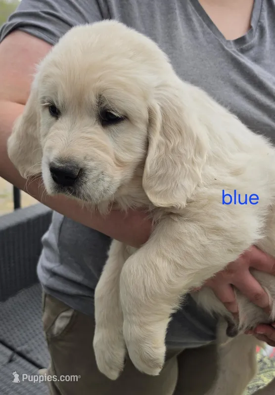 Blue (victoria) – Golden Retriever puppy on hold in Labelle, FL