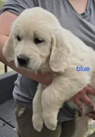Blue (victoria), a male Golden Retriever for sale in Labelle, FL – Photo 1 of 6