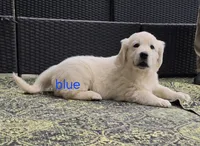 Blue (victoria), a male Golden Retriever for sale in Labelle, FL – Photo 3 of 6