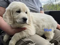 Blue (victoria), a male Golden Retriever for sale in Labelle, FL – Photo 5 of 6
