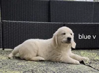 Blue (victoria), a male Golden Retriever for sale in Labelle, FL – Photo 4 of 6