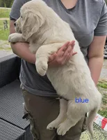 Blue (victoria), a male Golden Retriever for sale in Labelle, FL – Photo 6 of 6