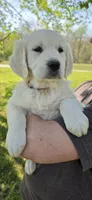 Luna(red), a female Golden Retriever for sale in Labelle, FL – Photo 3 of 10