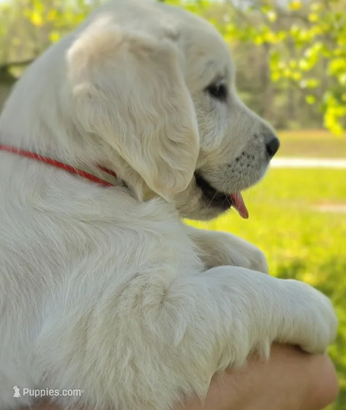Luna(red) – Golden Retriever puppy for sale in Labelle, FL