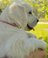Luna(red), a female Golden Retriever for sale in Labelle, FL – Photo 1 of 10
